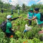 Agricultores promovem mutirão com práticas orgânicas em Lagoa de Itaenga